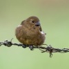 Knezik promenlivy - Sporophila corvina - Black (Variable) Seedeater o2167